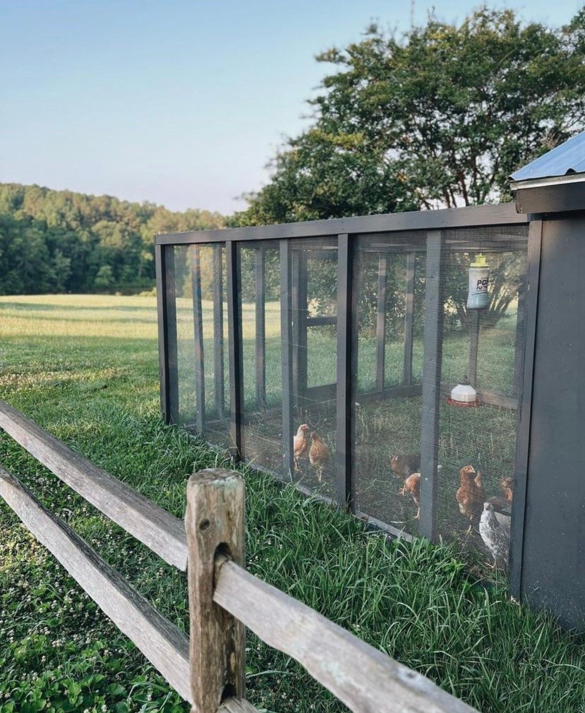 What we use for our chicken coop raising chickens chicken supplies

#LTKHome