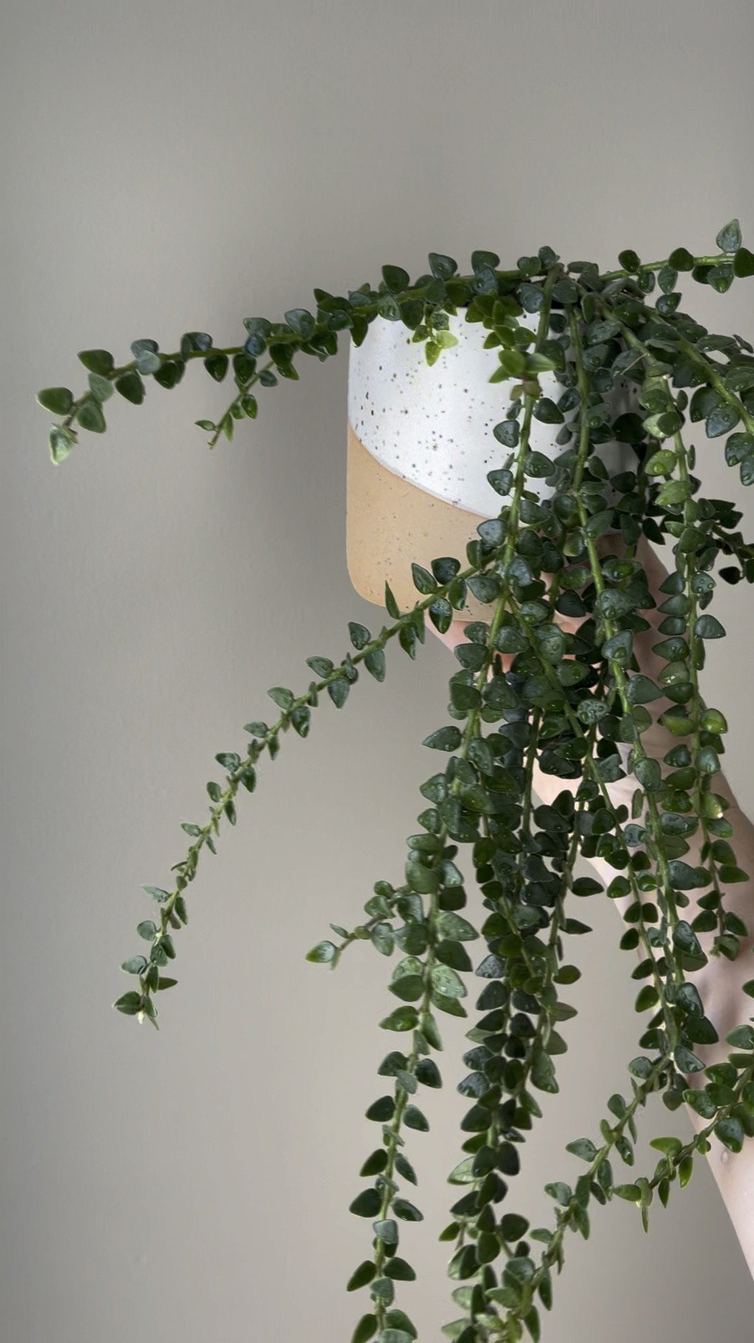 I love the 2 tones of this planter. A mix between terracotta and s white.

#LTKGiftGuide #LTKHome