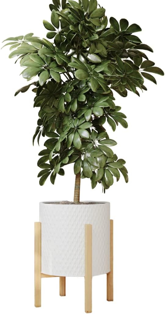 EverNest Claire Minimalist White Plant Pot with Kinsley Wood Stand, Indoor Mid-Century Planter, S... | Amazon (US)