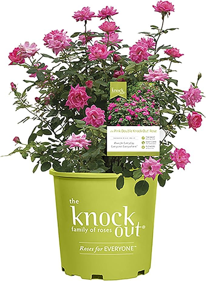 1 Gallon Knock Out Rose Double Pink Shrub | Amazon (US)