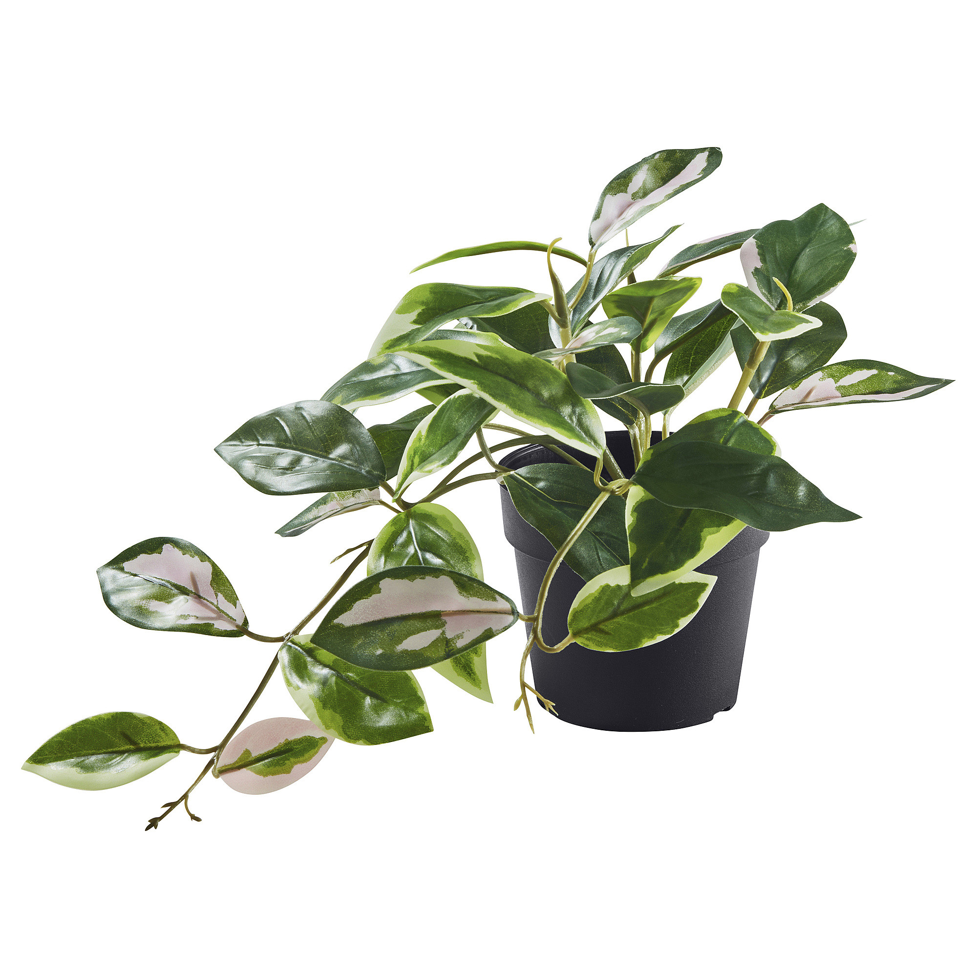 FEJKA Artificial potted plant, indoor/outdoor/wax plant hanging, 3 ½ " | IKEA US