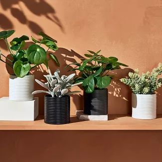 10" x 6" Artificial Peperomia Obtusifolia Plant in Ribbed Ceramic Pot Black -  Hilton Carter for ... | Target