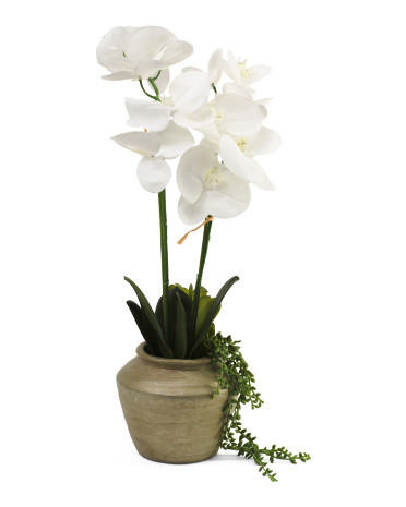 18in Real Touch Orchid With Succulents In Cement Pot | Home | Marshalls | Marshalls