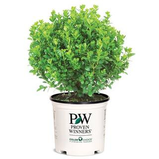 PROVEN WINNERS 2 Gal. Sprinter Boxwood Shrub with Glossy Evergreen Foliage 16875 | The Home Depot