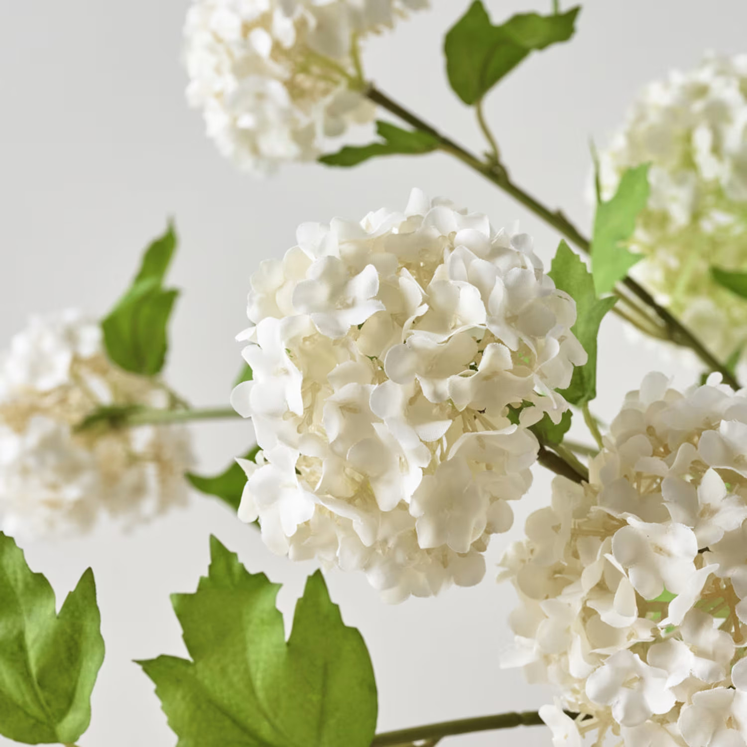 Snowball Hydrangea Bundle | Magnolia