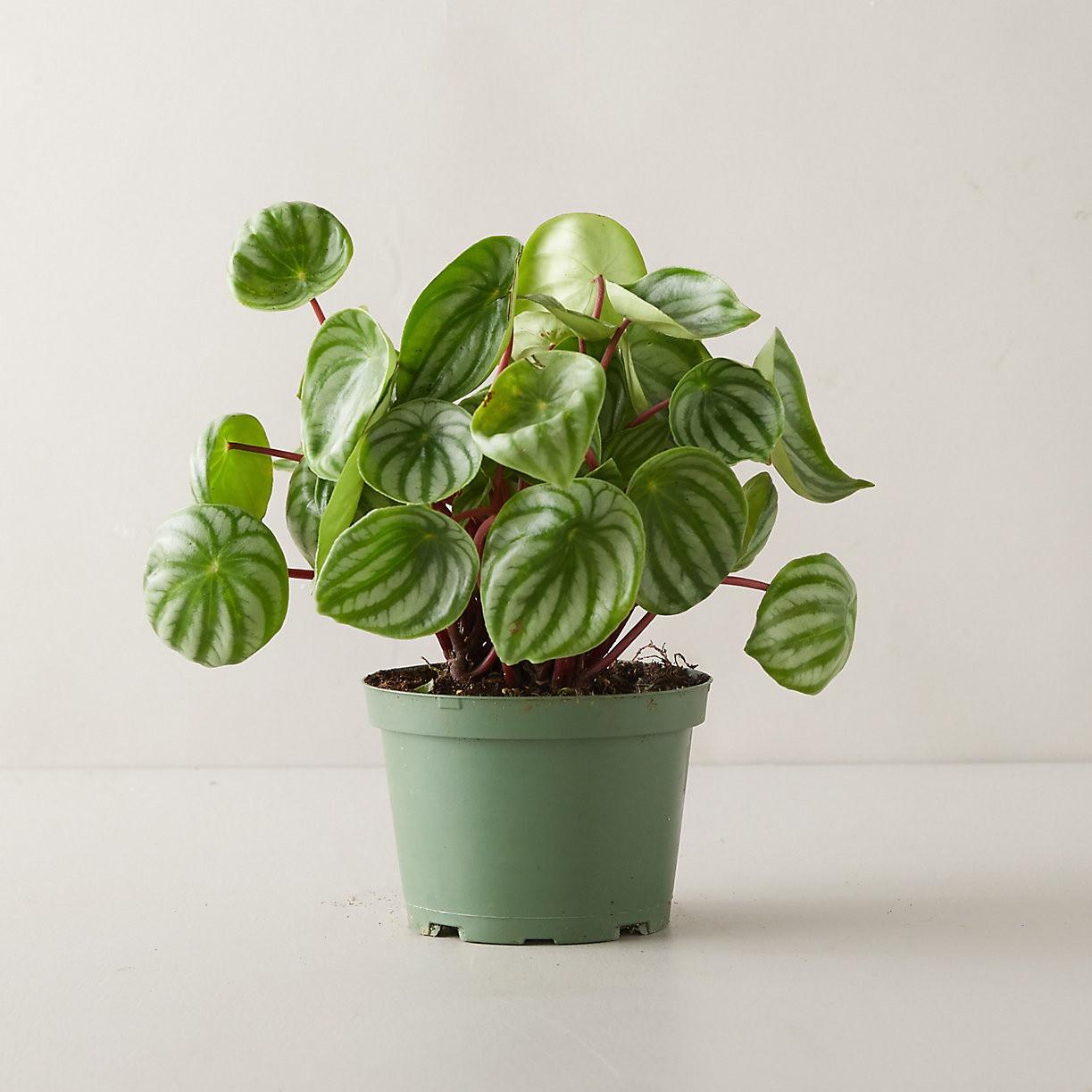 Watermelon Peperomia Plant | Terrain