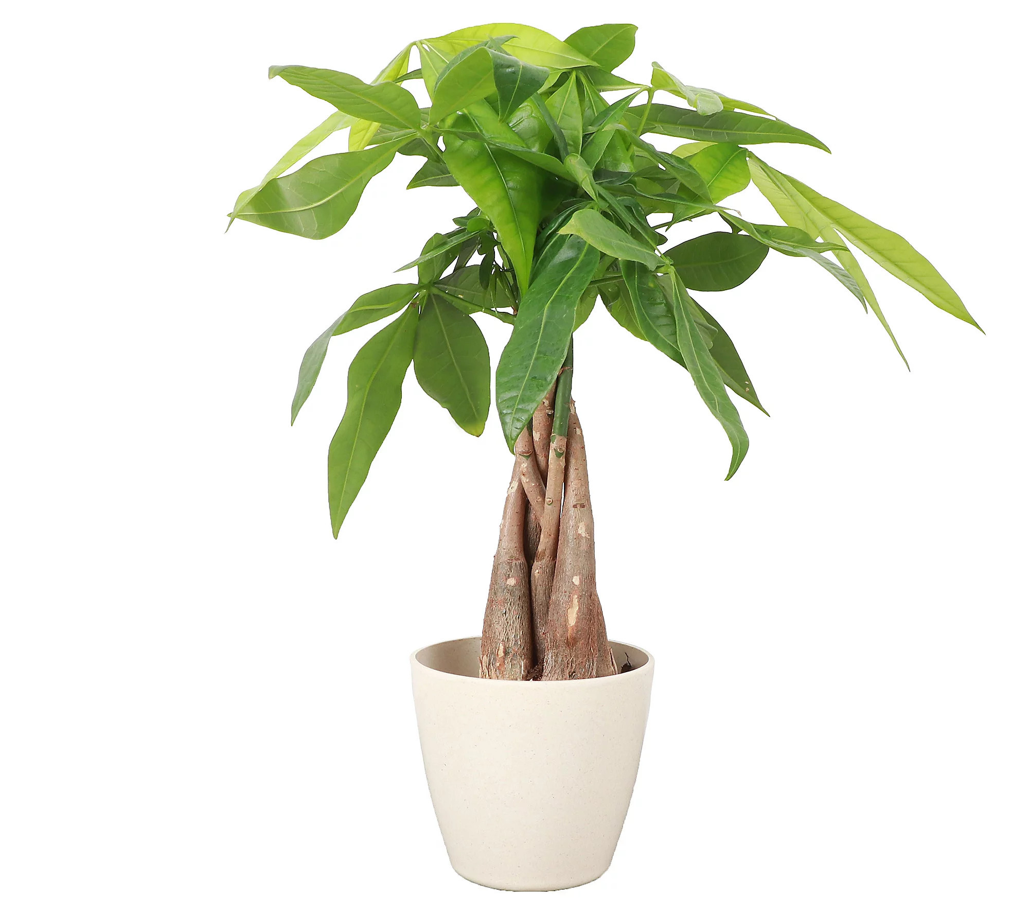 Thorsen's Greenhouse Live 4"" Money Tree in Biod egradable Pot | QVC