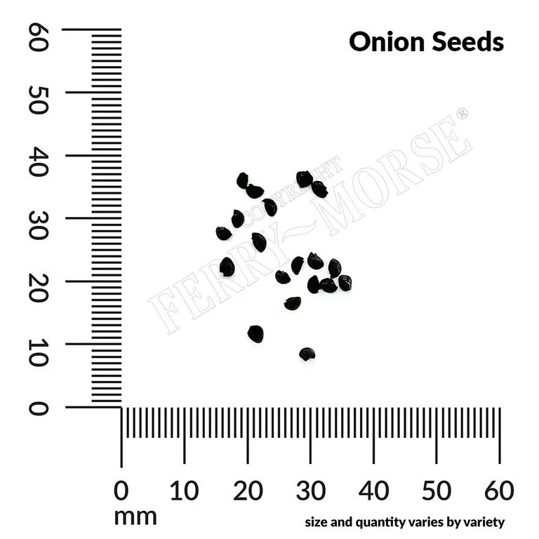 Ferry-Morse Organic 575MG Onion Evergreen Bunching Vegetable Plant Seeds Full Sun | Walmart (US)