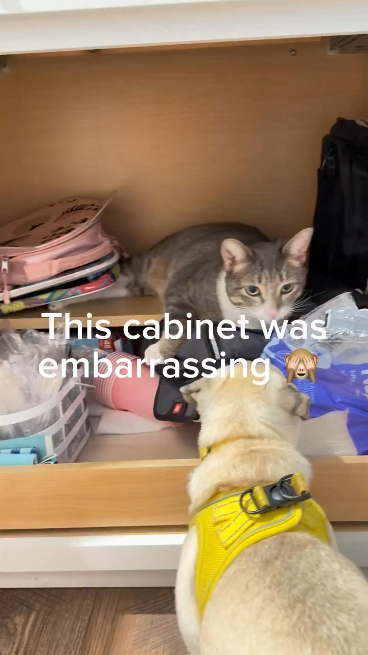 Taking my kitchen back, one cabinet at a time. ✨

This cabinet was embarrassing… and had been taken over by the cat. 🐈‍⬛😹

Follow for more organization, DIYs, decorating, and pet chaos. 🐾

#homeorganization #kitchenorganization #organizedhome #summerhosting #homedecor