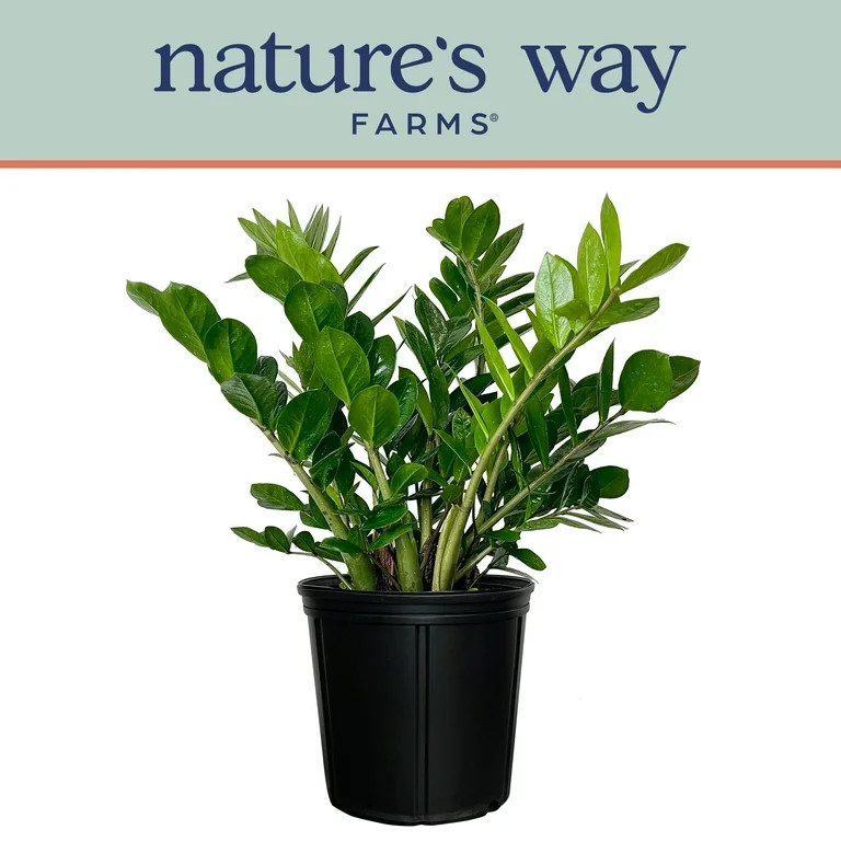 Nature's Way Farms ZZ Live Plant (25-30 in. Tall) in Growers Pot | Walmart (US)