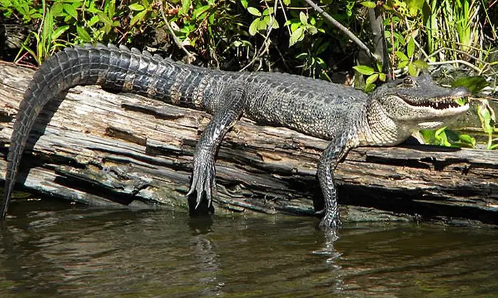 Up to 55% Off a 90 Minute Swamp Tour at Jean Lafitte Tours | Groupon North America