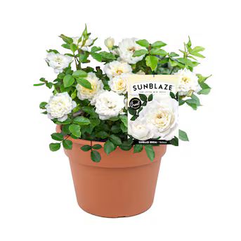 National Plant Network 2 Pack(s) in Bare Root White Rose | Lowe's