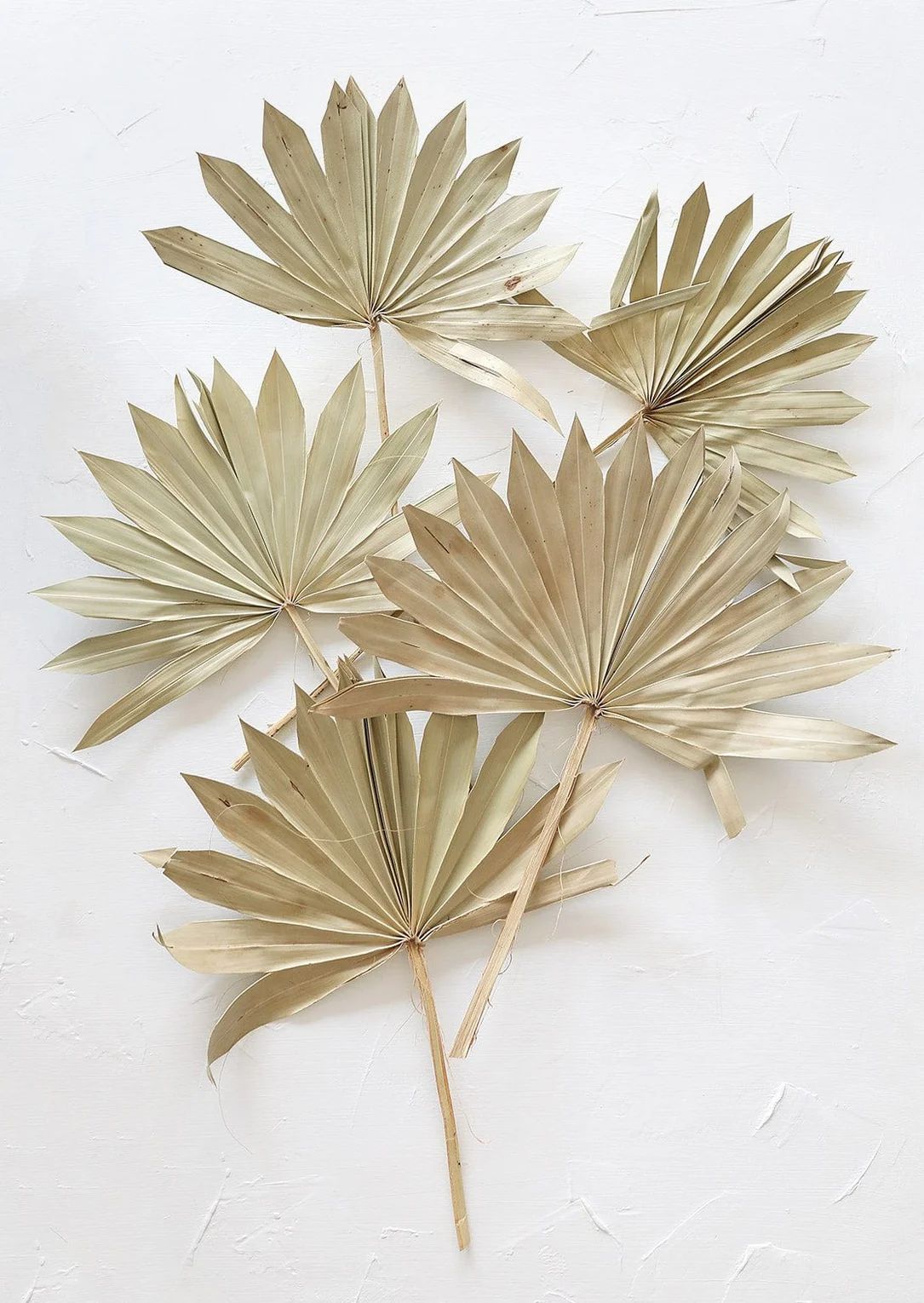 Pack of 5 - Natural Sun Palm Leaves | Afloral (US)