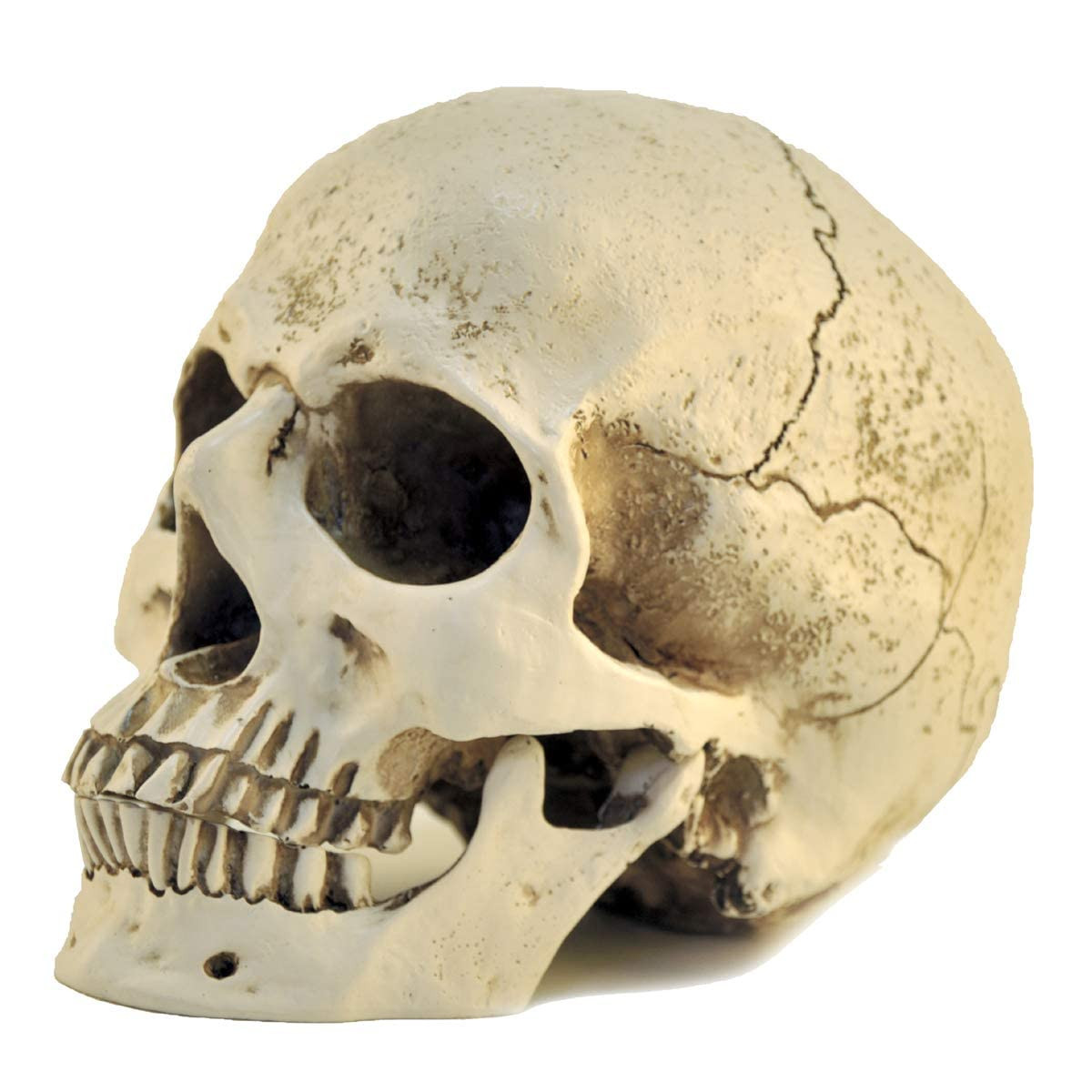 1:1 Resin Skull Head Model Simulation Skeleton Head Medical Skull Art Copy for Halloween Decor | Amazon (US)
