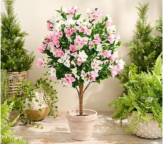 "As Is" Wicker Park Faux Bougainvillea 3' Tree - QVC.com | QVC