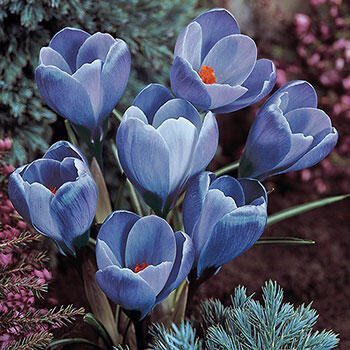 Remembrance Giant Dutch Crocus | Breck's | Brecks