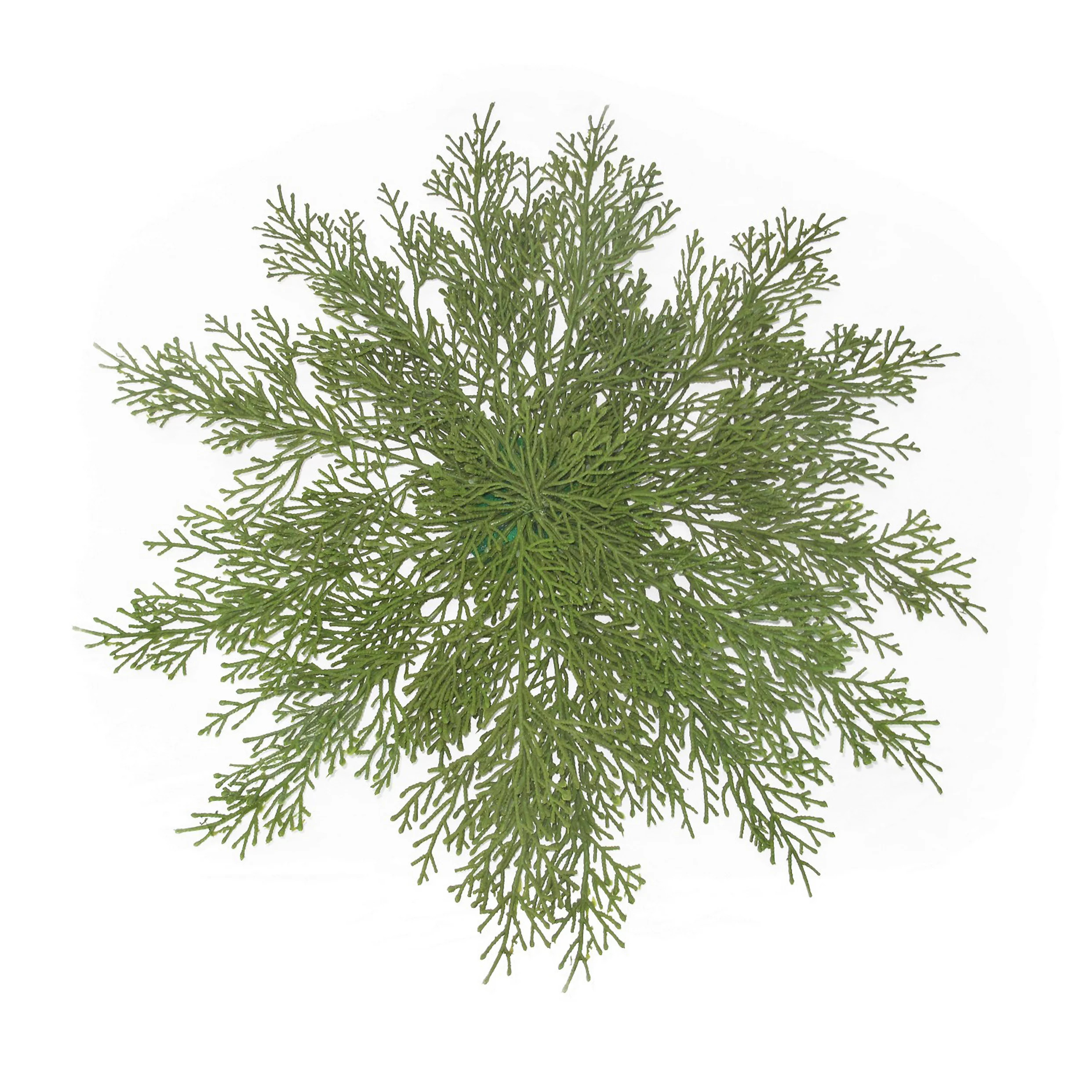 St. Nicholas Square® Pile of Pine Placemat | Kohl's