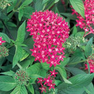 Pure Beauty Farms 1.38 Pt. Penta Plant Rose Flowers in 4.5 in. Grower's Pot (8-Pack)-DC45PENTAROS... | The Home Depot