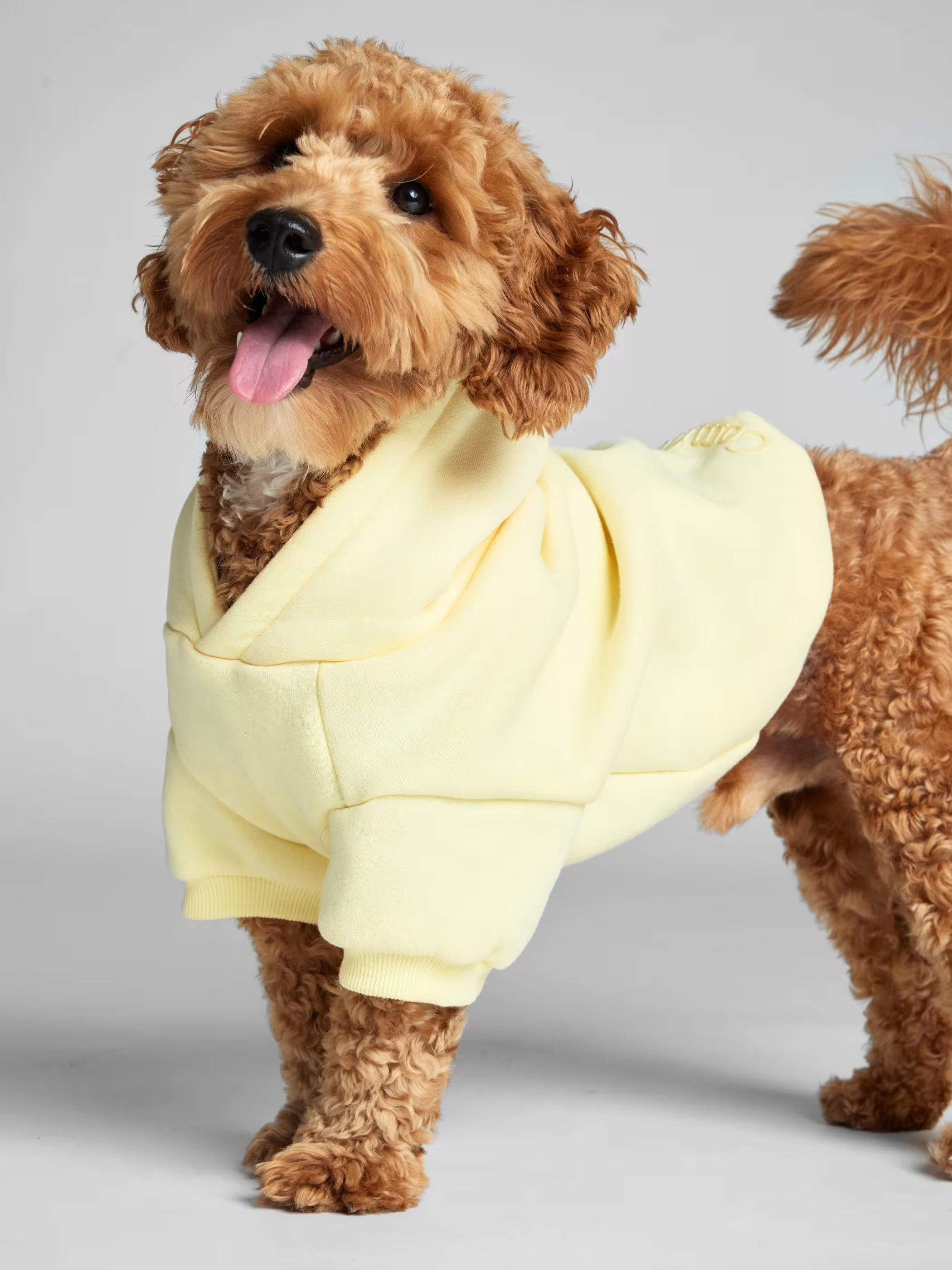 Minimalist Paw Hoodie | Comfrt