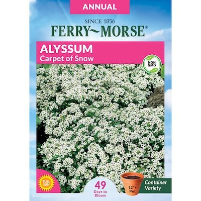 Ferry-Morse Alyssum Carpet Of Snow Flower Seeds (Seed Packet) 0.375-Gram | Lowe's