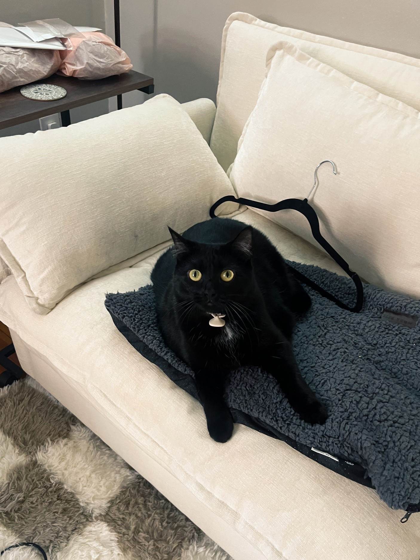 Get an extra 20% off right now at PetSmart!! all toys are buy three get the fourth free!