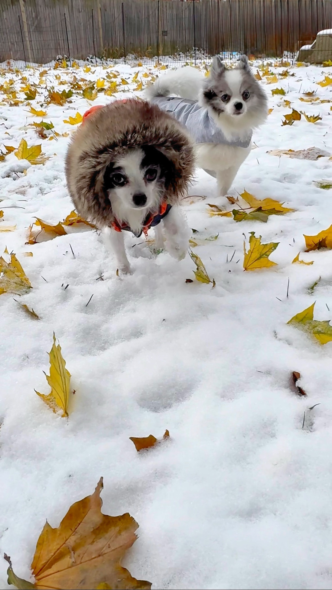POV: Pomeranian vs. Chihuahua in snow ❄️ in the Midwest 

Squeaks was born in Louisiana and saw his first snow 2 years ago and lit up like a kid on Christmas Day 🎄😃 Chico on the other hand prefers warm weather and HATES cold & the snow. He chooses his puppy pad in the winter time in Chi 😂 Can’t say I blame him! 

Linked my dog winter essentials 

#LTKPets #LTKdayinmylife #LTKvlog