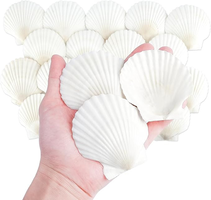 20 PCS Natural Scallop Shells for Crafts, 3 Inch White Seashell Decor for Home, Sea Shells for De... | Amazon (US)