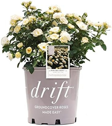 Popcorn Drift Rose in 3 Gal. Grower's Pot | Beautiful Buttery White Reblooming Flowers | Amazon (US)