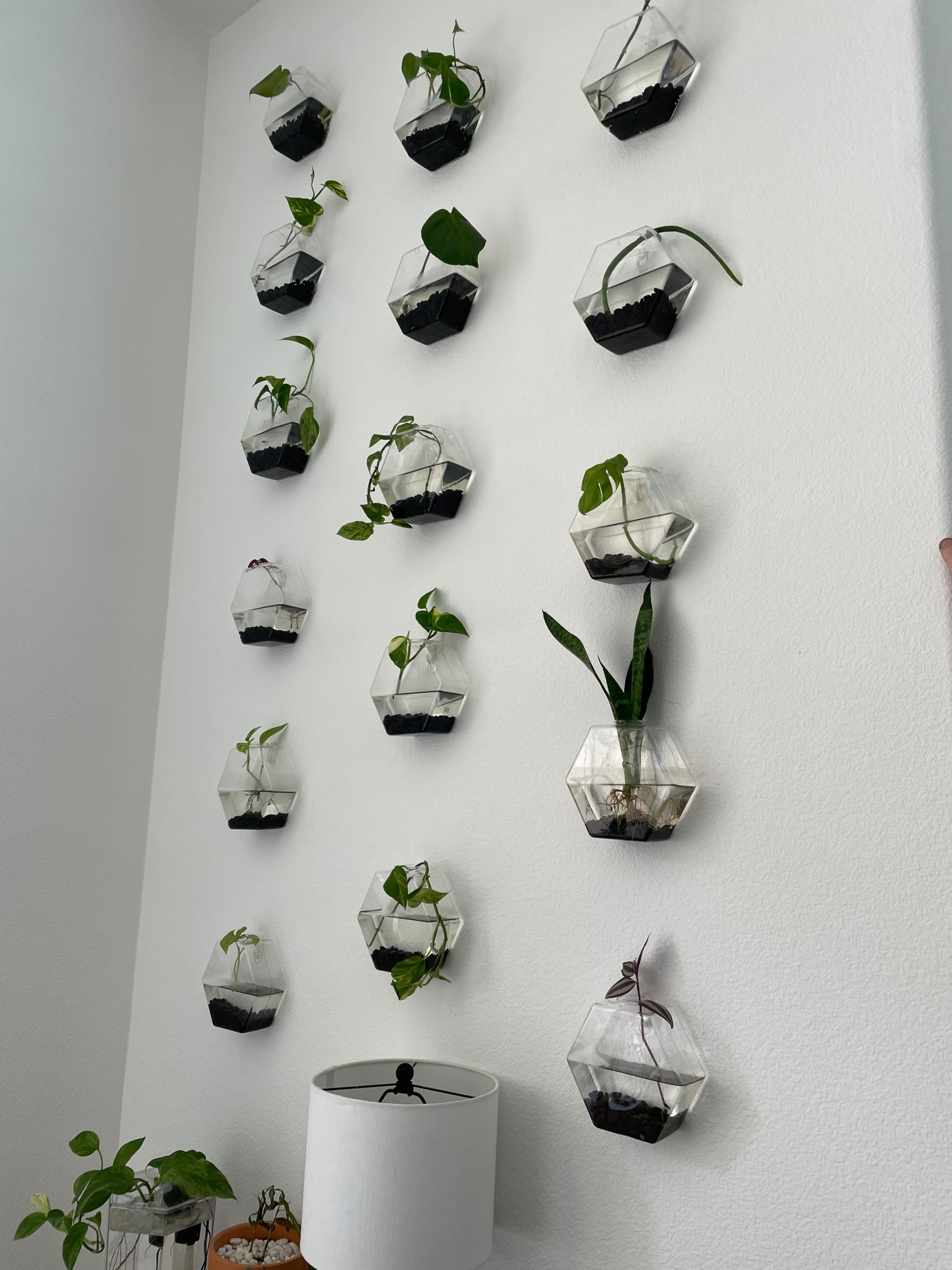 Our propagation wall details 

#LTKHome #LTKFindsUnder100 #LTKFindsUnder50