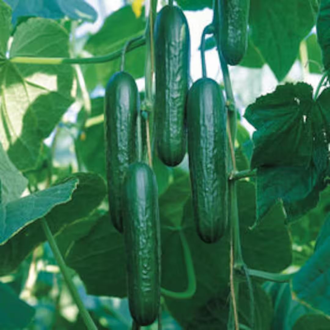 Muncher Cucumber Seeds | Heirloom | Organic | Etsy (US)