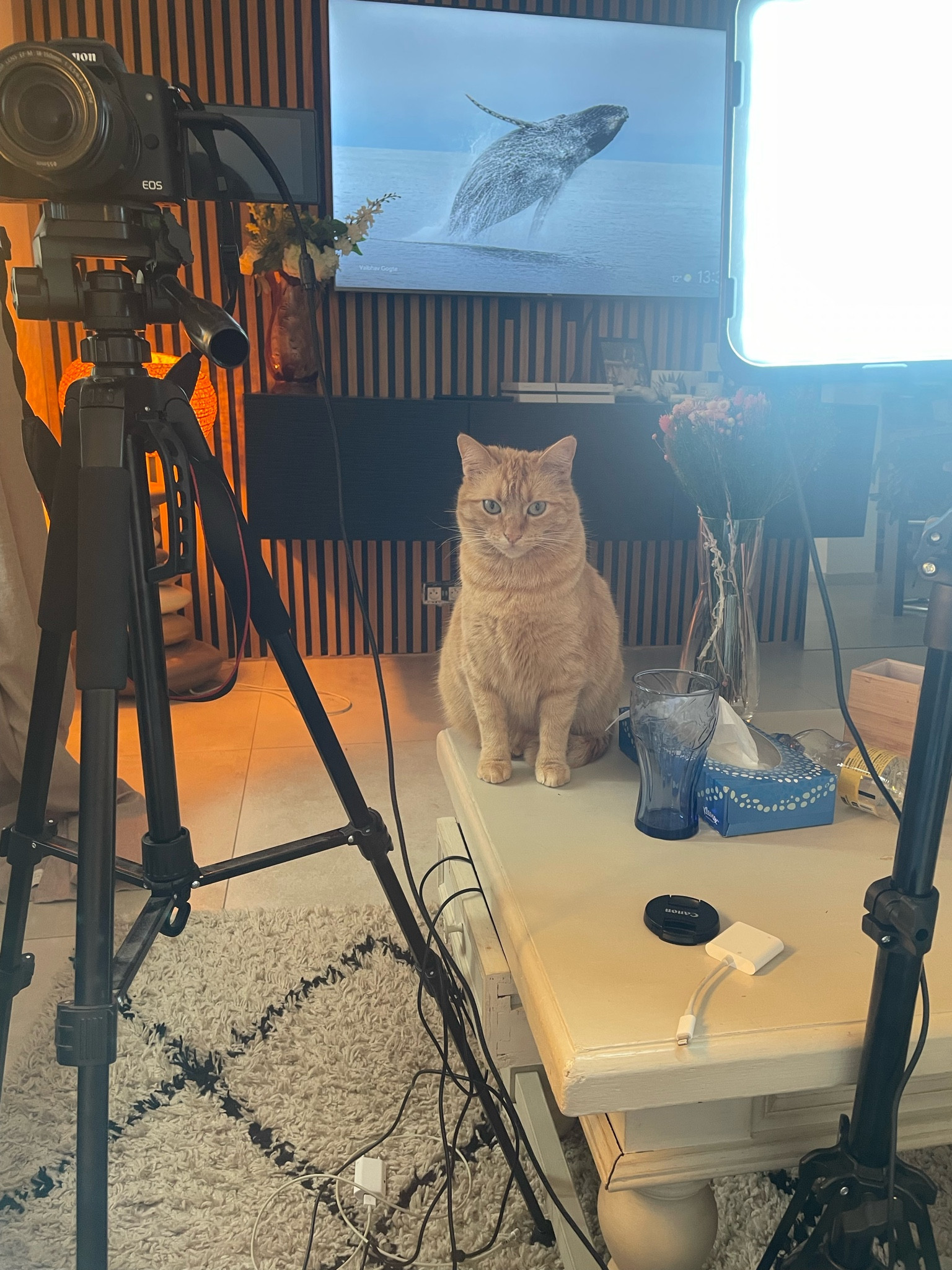 My number one fan when I am making content 😌 