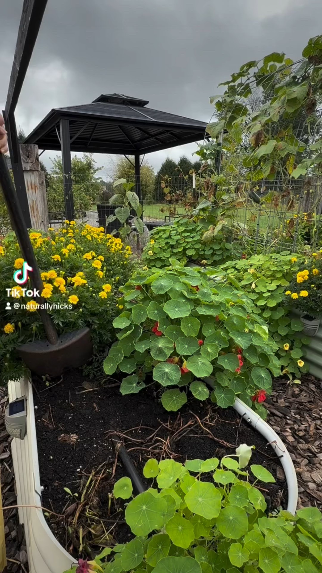 It’s garlic season! 🧄 

Prepping this raised bed for garlic planting, an in depth video of how I plant garlic coming soon! 

It’s not too late to order some or grab from your local nursery
 
🌿 Quick Rule of Thumb
	•	Hardneck = better flavor, easier peeling, larger cloves but shorter storage. Better for colder climates. I’m planting music and red chestnut this year, both hard neck garlic
	•	Softneck = milder flavor, more cloves but smaller, longer storage, good for braiding. Better for mild climates. 

Fertilizers I used are linked in my bio. Blood meal from @true_organic_ & mineralyte from @redmondagriculture Agriculture

Are you planting garlic this fall season? 

Happy planting!
#garlic #plantinggarlic #raisedbedgarden #midwestgarden