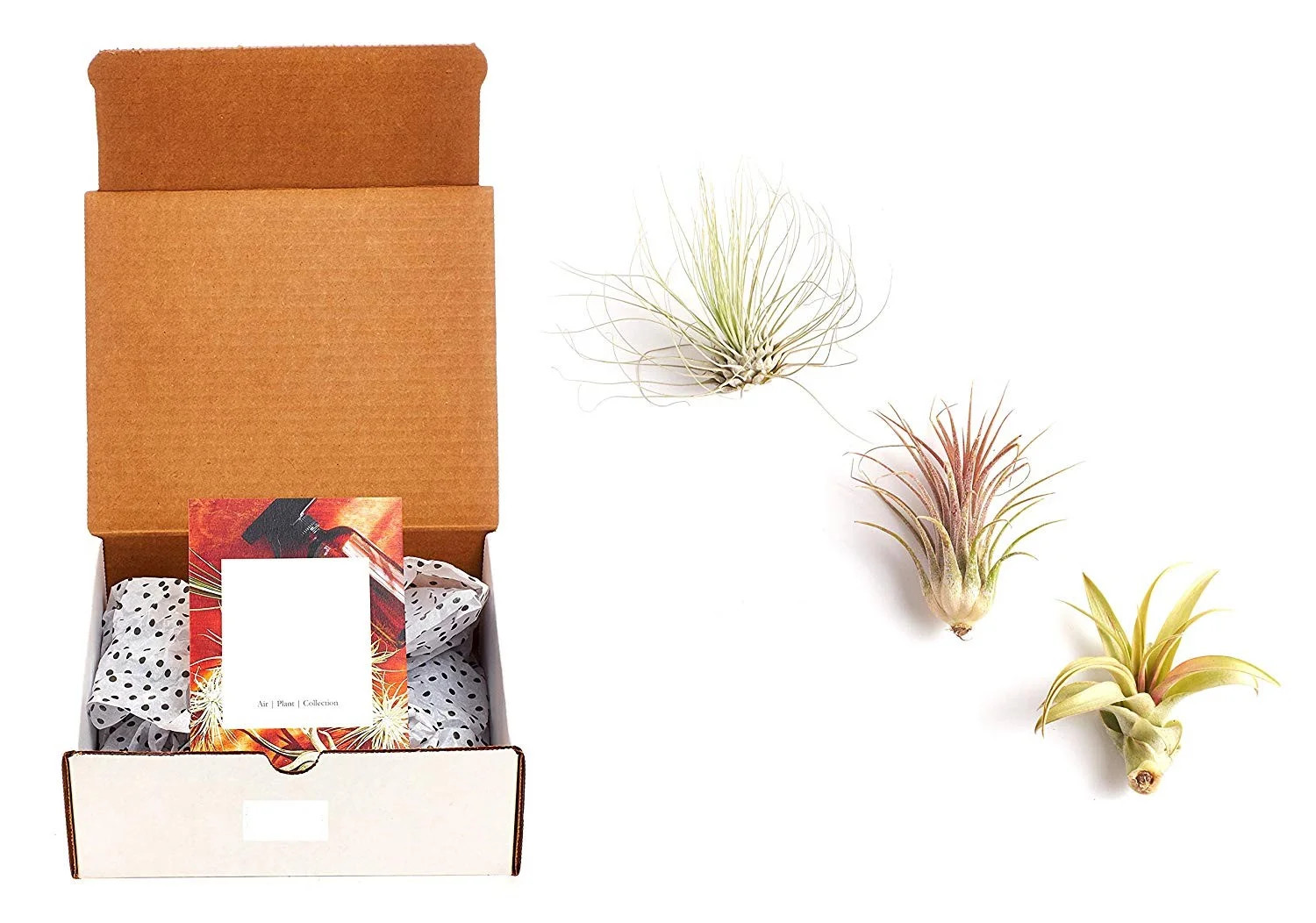 Home Botanicals Unique Air Plant (Collection of 3) - Walmart.com | Walmart (US)