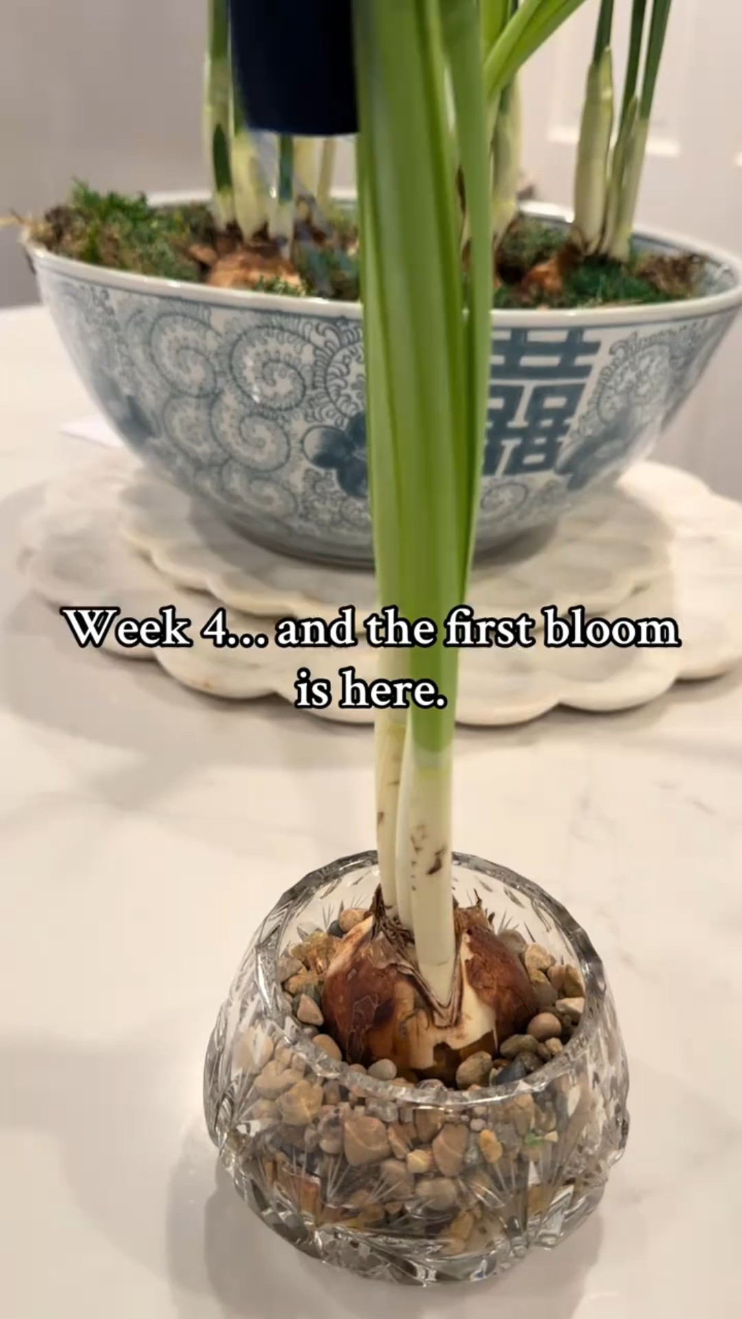 Paperwhites: Week 4 Update
My paperwhites are officially blooming and I couldn’t love them more. I staggered my plantings this year so I’ll have fresh blooms through January, and it’s already paying off. They add the softest winter charm to any room and take almost no effort to grow.

If you want to try them yourself, I linked my favorite bulbs, glass vessels, stones, and the exact ribbon I use when they get tall. Everything is easy, simple, and perfect for the season.

Tap to shop or save for later.


#LTKHoliday #LTKGiftGuide #LTKHome