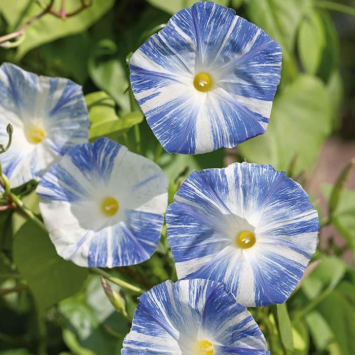 Eden Brothers Morning Glory Seeds - Flying Saucers, Non-GMO Seeds for Planting, Packet | Low-Main... | Amazon (US)