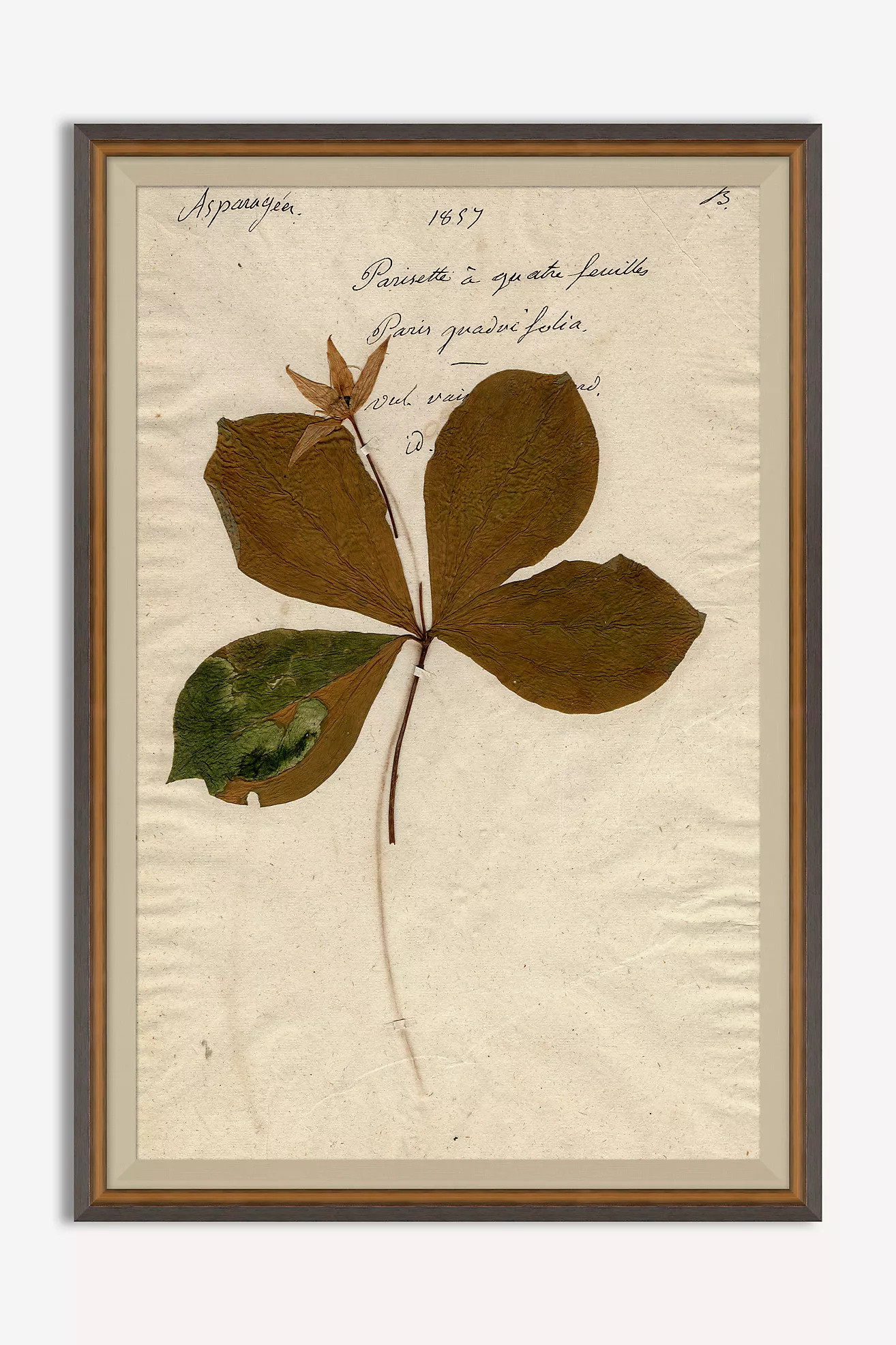 Herbarium Plant Wall Art | Anthropologie (US)