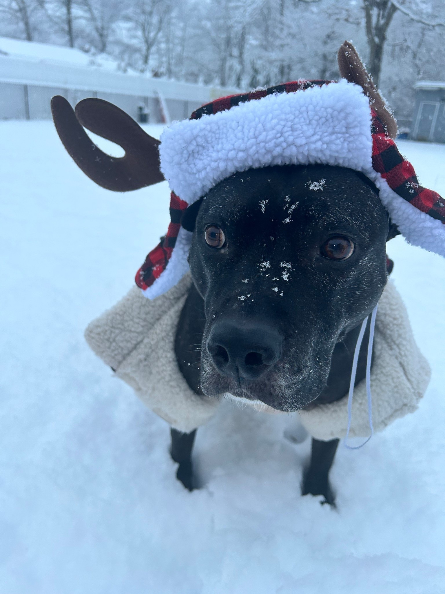 Cozy Dog Essentials for Snowy Days.

Cozy dog season ❄️🤍
Zuma loves the snow, but keeping him warm and comfortable is always the priority. From soft layers to winter essentials, these are the cozy staples we reach for every cold-weather day.

If your pup lives for snowy adventures (or just extra snuggles after), these are worth saving 🐾


#LTKmomlife #LTKSeasonal #LTKdayinmylife