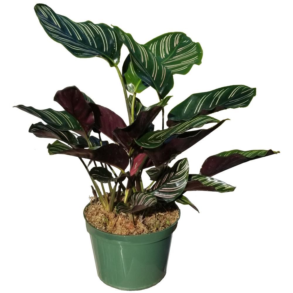 Pin Stripe Calathea Plant in 6 in. Grower Pot-SrpCal006 - The Home Depot | The Home Depot