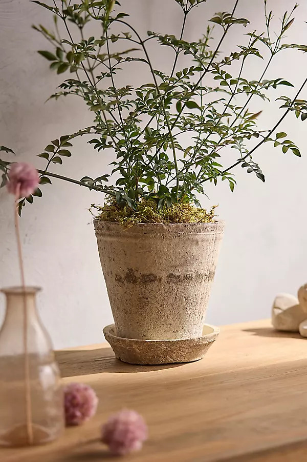 Earth Fired Clay Ridge Top Pot + Saucer Set | Anthropologie (US)