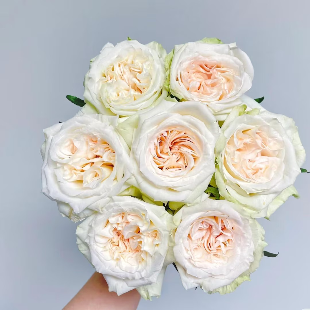 White O'hara 白荔枝 - Etsy | Etsy (US)