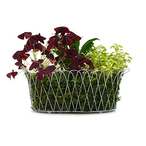 Two's Company French Wireworks Alfabia Double Planter Basket w/Antique White Finish | Amazon (US)