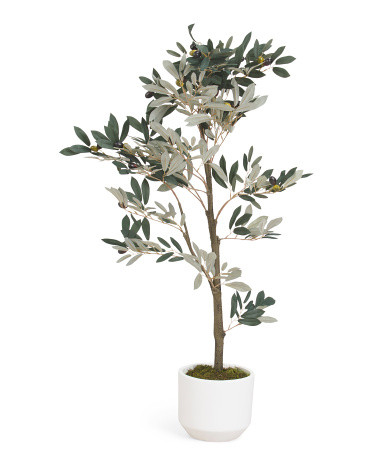 4Ft Olive Tree In Taper Pot | TJ Maxx