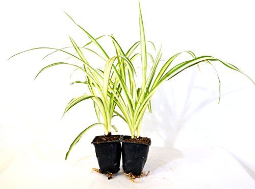9GreenBox - Ocean Spider Plant - Easy to Grow - Cleans the Air - NEW - 2 Pack | Amazon (US)