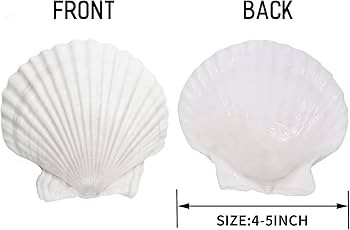 Giftvest 10PCS Sea Shells White Scallop Shells for Crafts Baking Cooking Serving Food, 4-5 inch L... | Amazon (US)