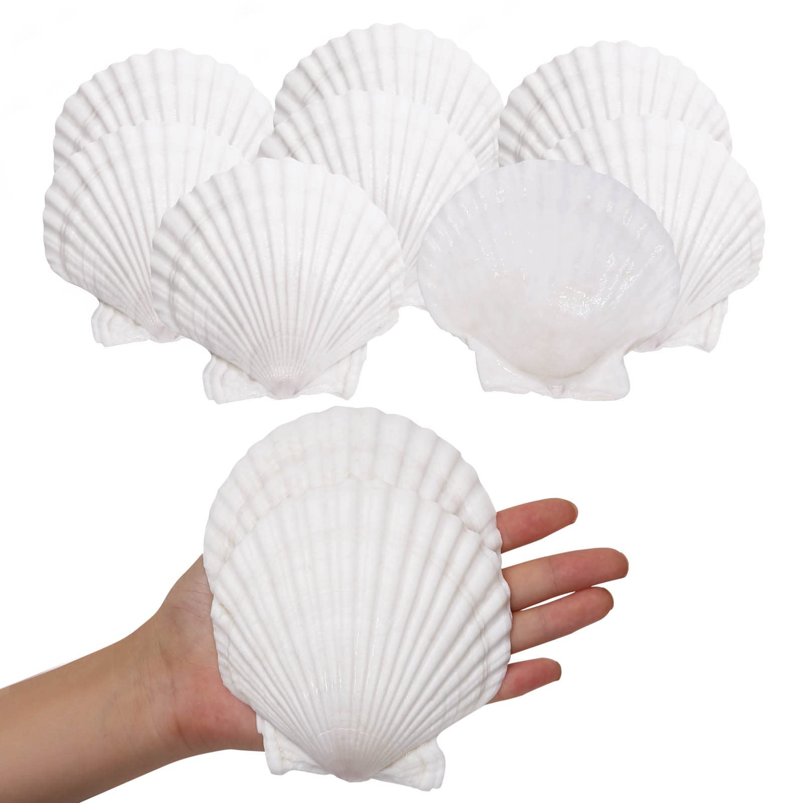 10PCS Sea Shells White Scallop Shells for Crafts Baking Cooking Serving Food, 4-5 inch Large Natu... | Amazon (US)