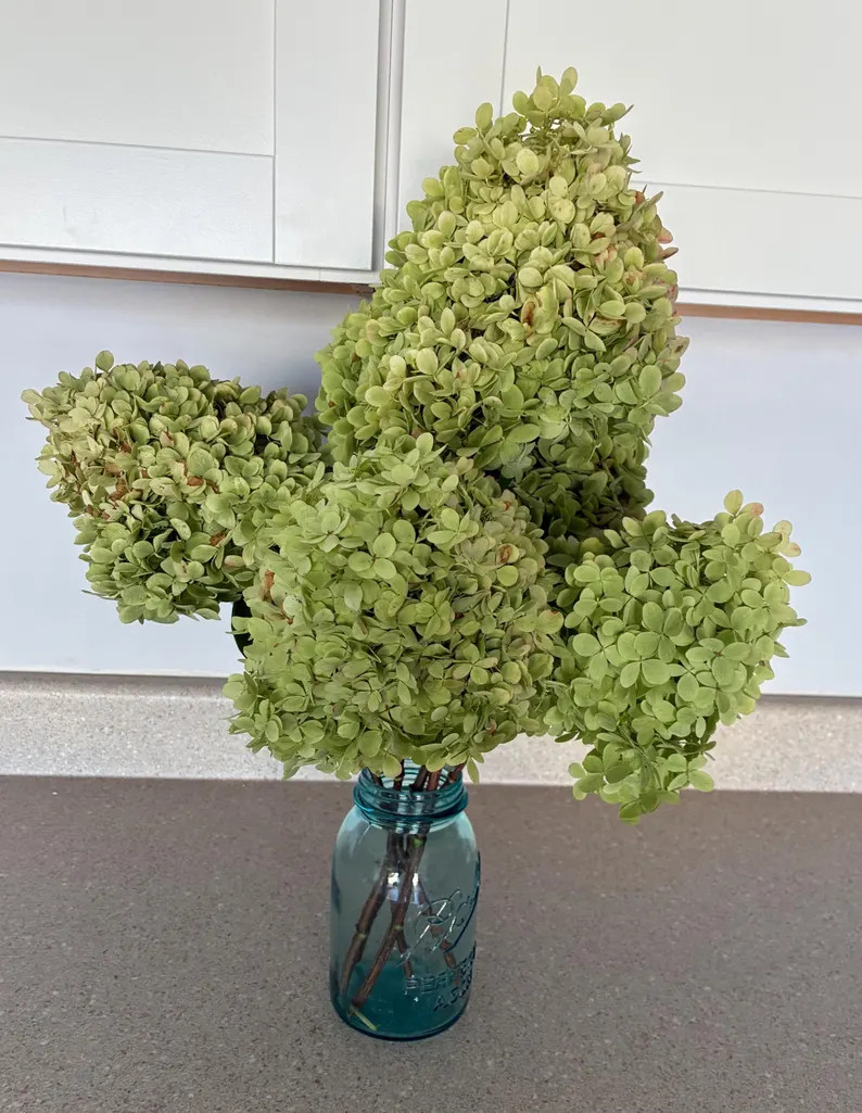 Dried Limelight Hydrangea Bouquet | Etsy (Global)