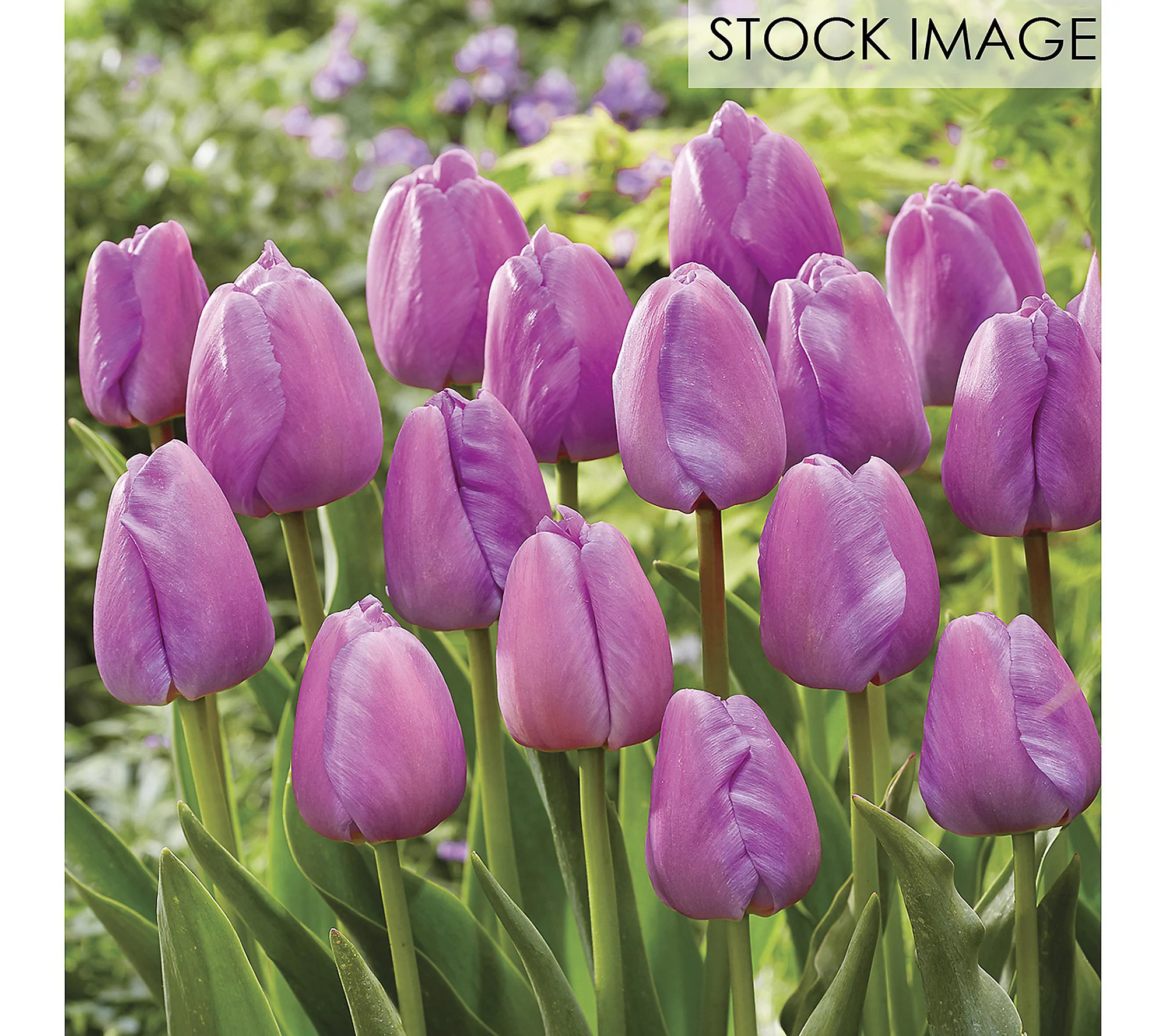 Van Zyverden Tulips Purple Pride Set of 12 Bulbs | QVC