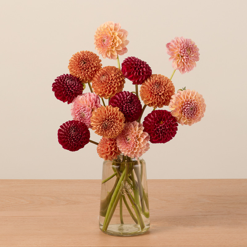 Colorful Pom Dahlia Bouquet: Mixed Dahlia Delivery - The Bouqs Co. | The Bouqs Co.