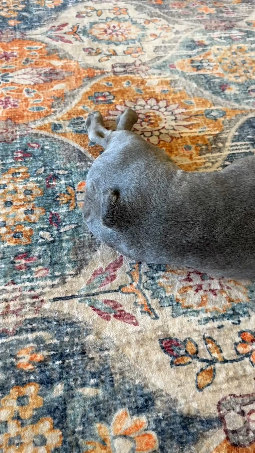 This is how you know it’s a good rug. 
Your dog chooses the rug over their orthopedic bed right behind them. 
And bc this rug is soft, stain and spill resistant, AND washable… I don’t mind and he is happy. 🥰

Use the following codes shopping @Lahome 
20% off : LALTK (valid on anything over $70) 
15% off: livinglargeinlilly15 

Happy Shopping! #petparent #parentRug #washablerug #discount #rugcode #lahomecode #livinglargeinlilly 


#LTKmomlife #LTKMothersDay #LTKHome