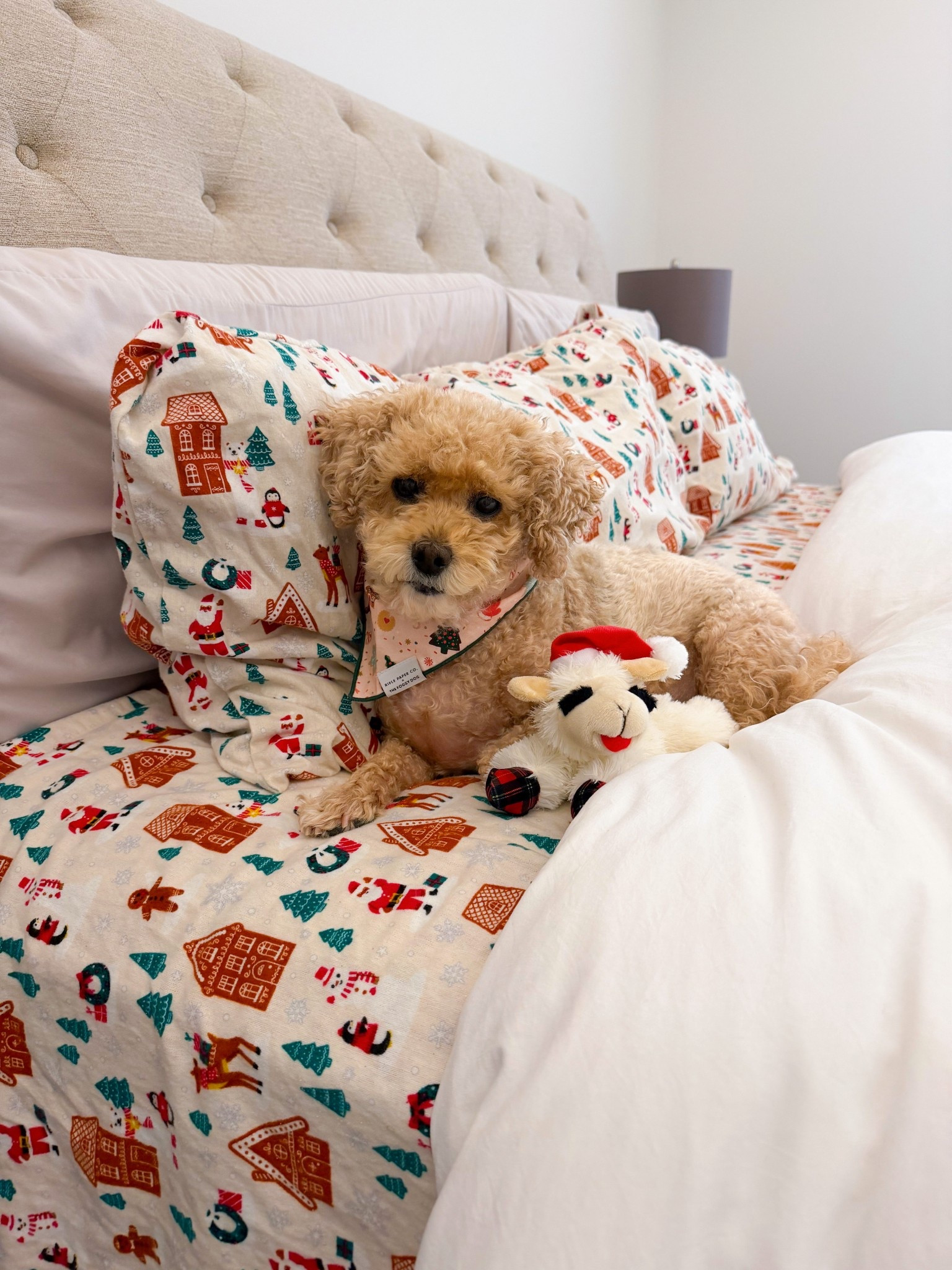 Christmastime has arrived at our house 🎄❤️🐶